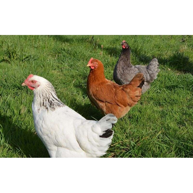 poules blanches, brunes, rousses