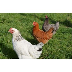 poules blanches, brunes, rousses